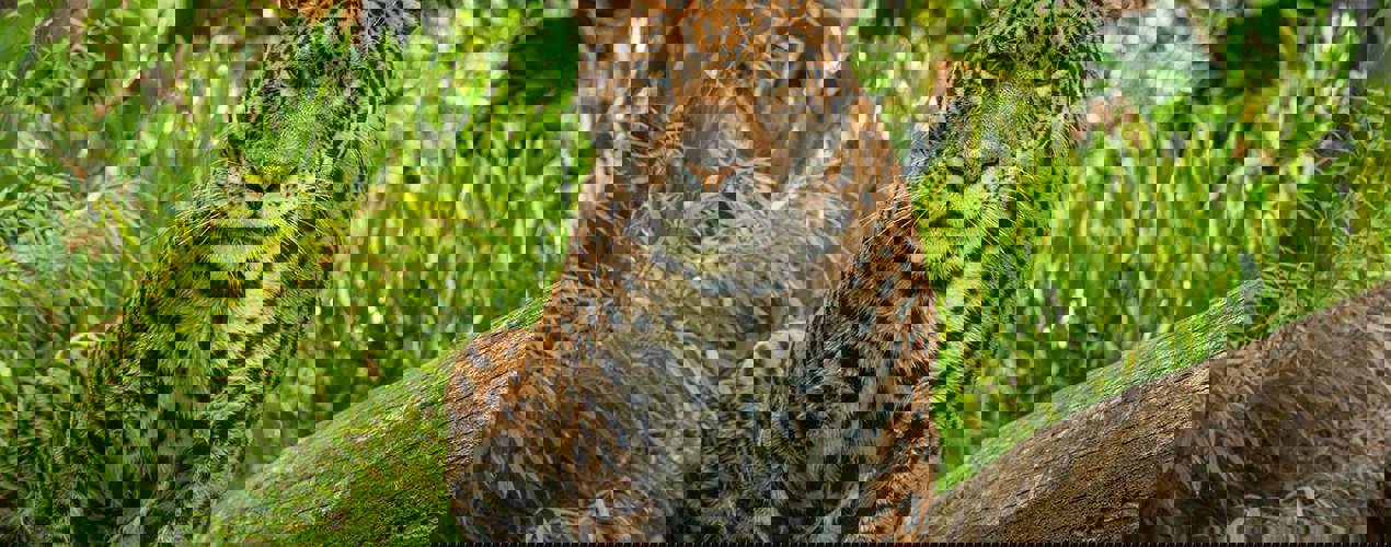 A selection of brochures